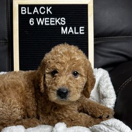 Black Collar - Caramel red Labradoodle puppy in Visalia, California from Junebug’s Labradoodles