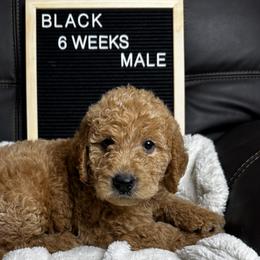Black Collar - Caramel red Labradoodle puppy in Visalia, California from Junebug’s Labradoodles