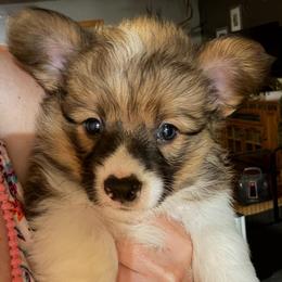 Patriot - Sable male Pembroke Welsh Corgi puppy in Hotchkiss, Colorado from Grand Mesa Corgis