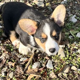 Cardigan Welsh Corgi Puppies from Fairy Tail Cardigan Welsh Corgi's