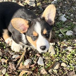 Cardigan Welsh Corgi Puppies from Fairy Tail Cardigan Welsh Corgi's