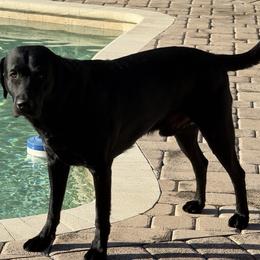 Labrador Retriever All Grown Up from Lauren's Labrador Retrievers