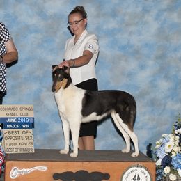 Tryst - Collie