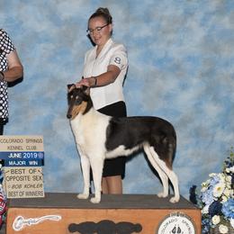 Tryst - Collie