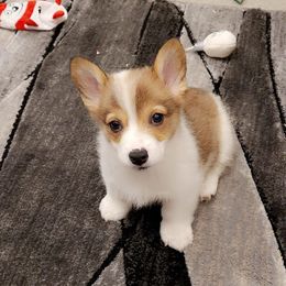 Pembroke Welsh Corgi Puppies from Gardner Corgis