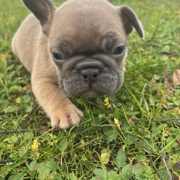 Maverick - Fawn male French Bulldog puppy in Anderson, California from Wooftown Kennels