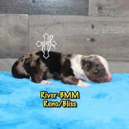 River - Blue merle male Miniature American Shepherd puppy in Elgin, Oregon from Cross L Miniature American Shepherds