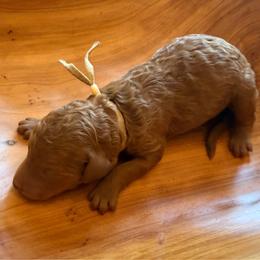 Hatteras - Red  female Poodle puppy in Swansboro, North Carolina from Monarch Standard Poodles