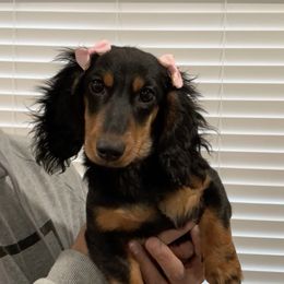 Peanut - Dachshund
