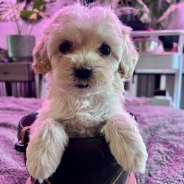 French Vanilla - with training - Cream female Cockapoo puppy in Boonville, North Carolina from Doods & Dolls