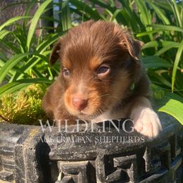 Gator- Green Collar - Red tri-color male Australian Shepherd puppy in Newport, Rhode Island from Wildlings Australian Shepherds