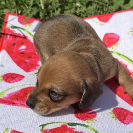 Brown Collar Male - Chocolate and tan male Dachshund puppy in Trenton, Kentucky from Promise Land Puppies