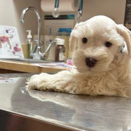 Dover - White male Miniature Schnauzer puppy in Littleton, Colorado from Wahl 2 Wahl Schnauzers