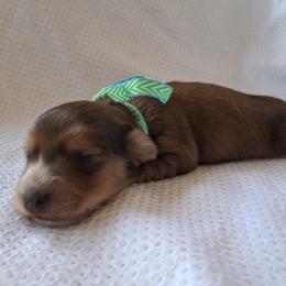 Blue - Red male Dachshund puppy in Alachua, Florida from Asperida Spinoni and Dachshunds