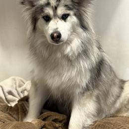 Lavender - Pomsky