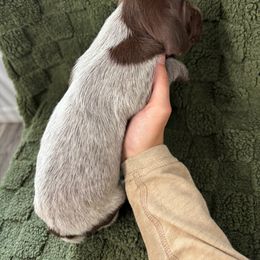 German Shorthaired Pointer Puppies from Golden pointers