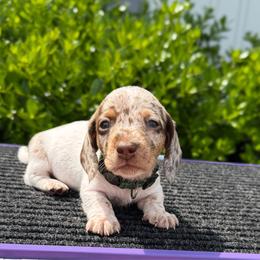 Grasshopper - Dapple male Dachshund puppy in Lebanon, Tennessee from Thomas Dachshunds