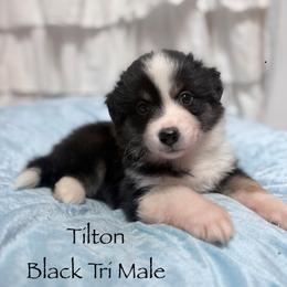 Tilton - Black tri male Miniature American Shepherd puppy in Olympia, Washington from Shamayim Shepherds