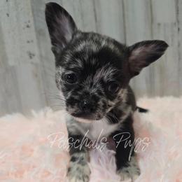Chicago - Merle male Chihuahua puppy in Bowdon, Georgia from Paschal's Pups