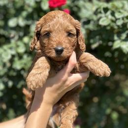 No collar - Red  male Goldendoodle puppy in North Carolina from Lynes of Doodles