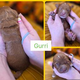 Gurri - Red  male Goldendoodle puppy in Decatur, Tennessee from Diamond's Doodles
