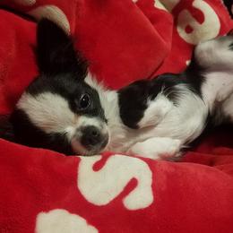 Panda - Chihuahua