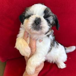 Akc - Tricolor female Shih Tzu puppy in Long Beach, California from Prieto Shih-Tzu's
