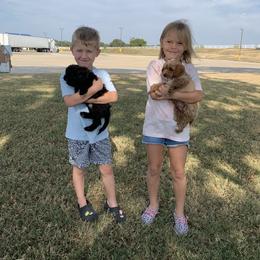 Cavapoo, Cockapoo, Goldendoodle, and Maltipoo Puppies from Perdue Puppies