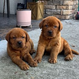 Red Collar Male - Yellow male Labrador Retriever puppy in Kissimmee, Florida from SunState Labs