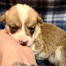 Male 1 - Red male Pembroke Welsh Corgi puppy in Thornton, New Hampshire from Dinger’s Dogs