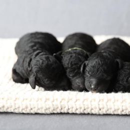 Poodle Puppies from Laminin Poodles