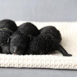Poodle Puppies from Laminin Poodles