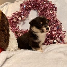 Girl 2 - Black and white female American Corgi puppy in Payson, Illinois from Creek Farm Corgis