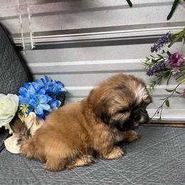 Brody - Gold male Shih Tzu puppy in Elgin, South Carolina from Silver Bells Paw Prints