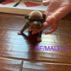 Boy 4 - Red male Staffordshire Bull Terrier puppy in Longview, Texas from PWH Farms