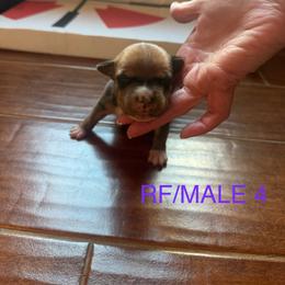 Boy 4 - Red male Staffordshire Bull Terrier puppy in Longview, Texas from PWH Farms