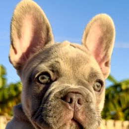 French Bulldog Puppies from Belle Âme Frenchies