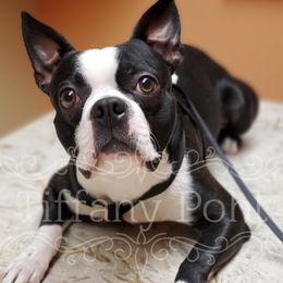 Frank - Boston Terrier