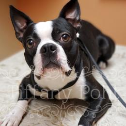 Frank - Boston Terrier