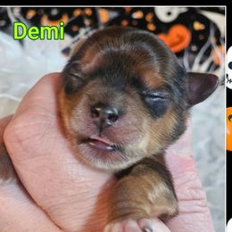 Demi - Tan female Yorkshire Terrier puppy in Moses Lake, Washington from Harmony Hills Yorkies