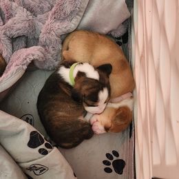 Drever and Mastiff Puppies from Cedarhollow