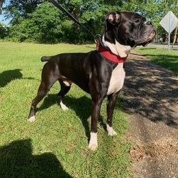 Apollo - Boxer