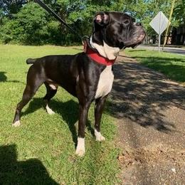 Apollo - Boxer