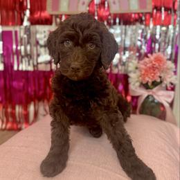 Godiva - Chocolate female Goldendoodle puppy in Tybee Island, Georgia from Castaway Doodles