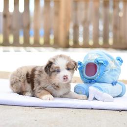 Australian Shepherd Puppies from Fairytail Aussies