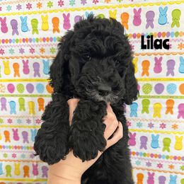 Goldendoodle Puppies from HappyHazelDoodles