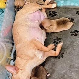 Lil One - Fawn and white male Chihuahua puppy in Weatherford, Texas from Small and Mighty Chihuahuas