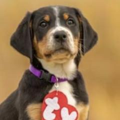 Cadence - Black, white and red Greater Swiss Mountain Dog puppy in Northville, Michigan from Great Lakes Swissies