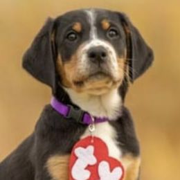 Cadence - Black, white and red Greater Swiss Mountain Dog puppy in Northville, Michigan from Great Lakes Swissies