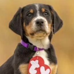 Cadence - Black, white and red Greater Swiss Mountain Dog puppy in Northville, Michigan from Great Lakes Swissies